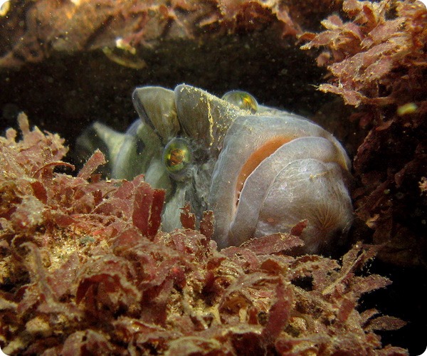 Цебидихтис (лат. Cebidichthys violaceus) Цебидихтис (лат. Cebidichthys violaceus)