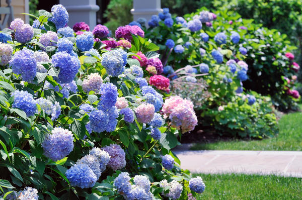  (Hydrangea)