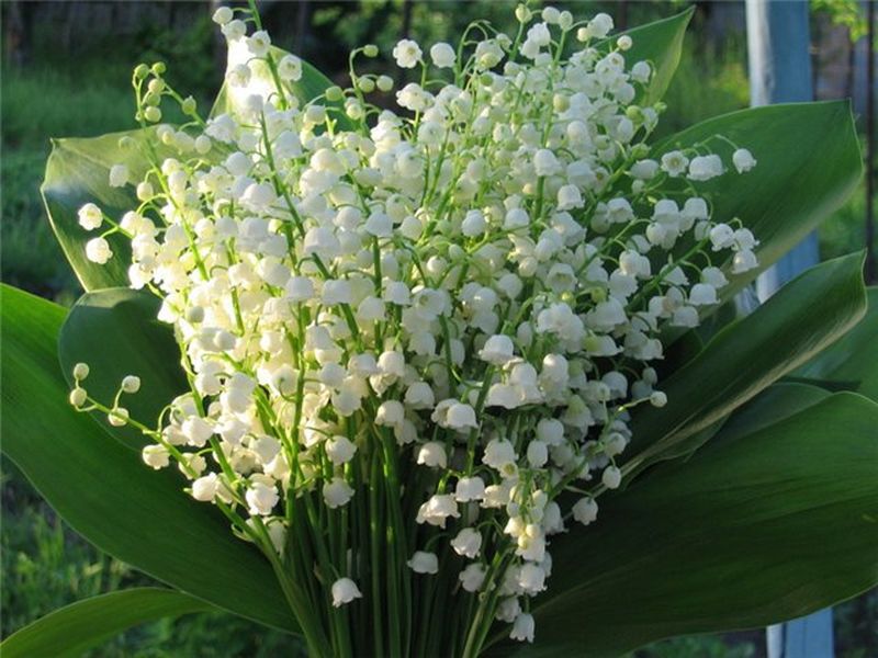 10 самых ароматных цветков