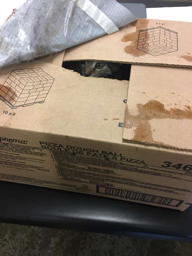 помощь котятам котенок в коробке