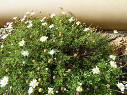 Аргирантемум фенхелевидный (Argyranthemum foeniculaceum) Аргирантемум — кустарник со сверхобильным цветением