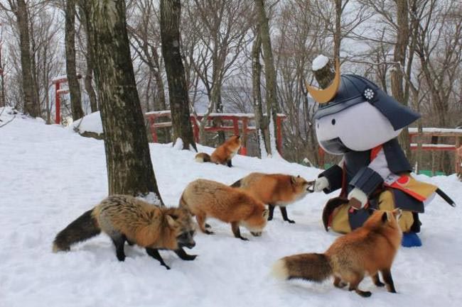 Zao Fox Village, заповедник Zao Fox Village, где можнл поиграть с лисицами, заповедник с лисицами, японский заповедник с лисицами