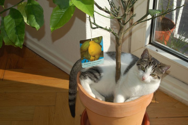 кошка в цветочном горшке