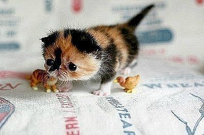 Такие милые детёныши животных Такие милые детёныши животных