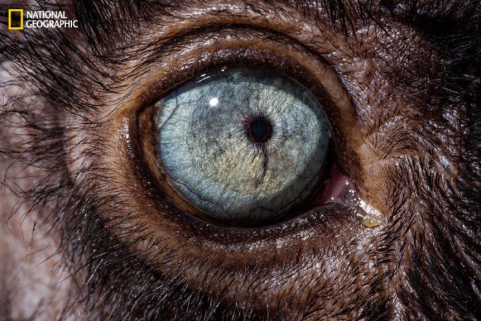 Загляни в мои глаза: 10 невероятных фотографий, на которых запечатлены глаза разных животных