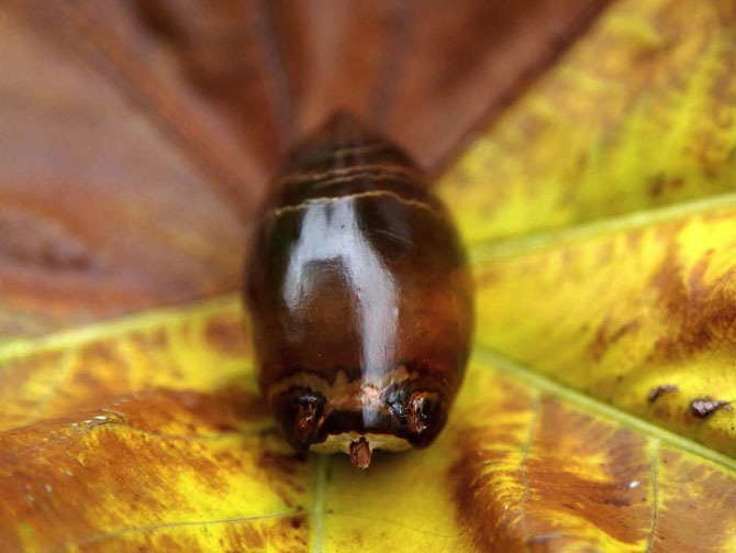 Экзотические фрукты