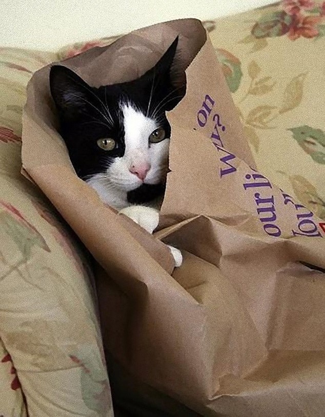 Кошки, которые не умеют играть в прятки