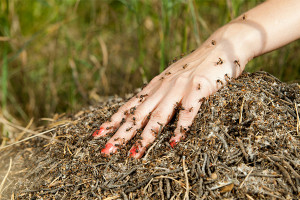 Insects