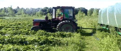 original.gif#20323641376