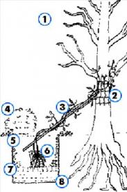 Посадка клематиса около дерева: 1 - дерево (очень красиво будет смотреться клематис на старой яблоне); 2 - капроновая сетка; 3 - стебель клематиса на дополнительной опоре-палке; 4 - почвопокровные растения, посаженные рядом с клематисом и предохраняющие его корни от перегрева; 5 - земляная смесь; 6 - корени кламатиса; 7 - дренаж; 8 - посадочная яма для клематиса;