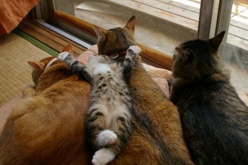 Животные, которые доказывают, что в семье вы можете быть собой