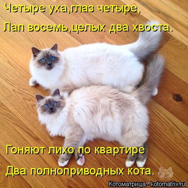 Лучшие котоматрицы недели