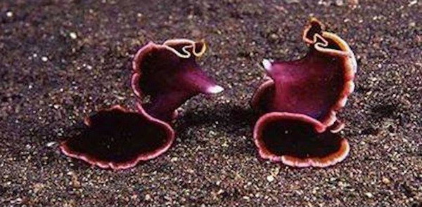 Факты, которые доказывают, что природу нужно остерегаться (12 фото)