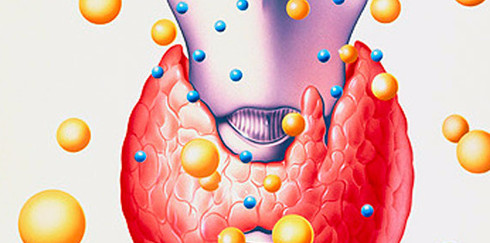 Какие гормоны действуют на женский организм Какие гормоны действуют на женский организм