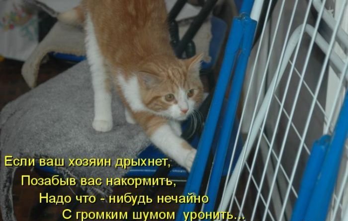 Котоматрица. Часть 2. (45 фото)