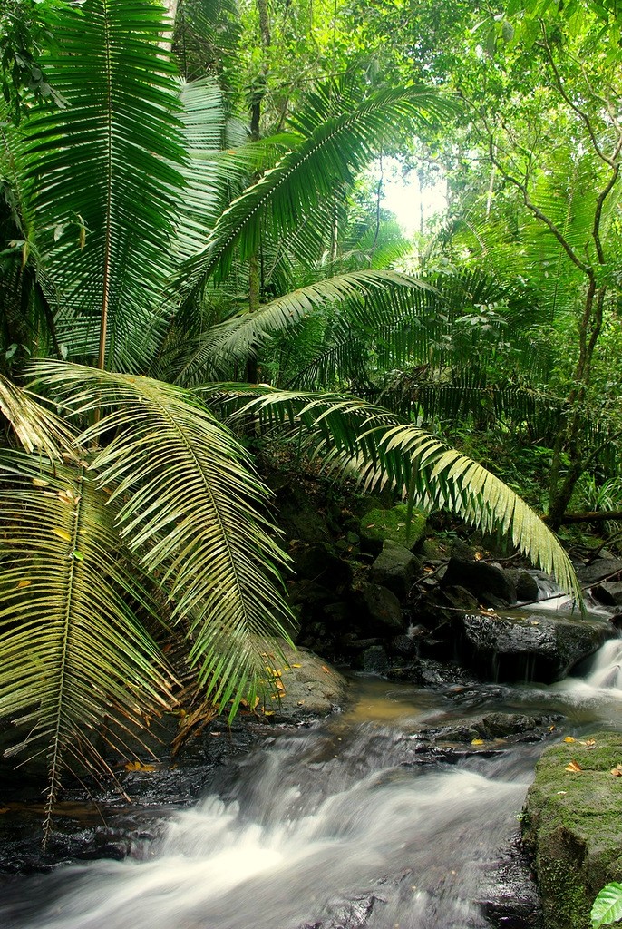Amazonas35 Amazonas35 Большое фотопутешествие по лесам Амазонки