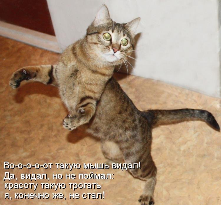 Котоматрица (81 фото)