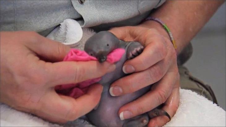 Крошечный и лысый: попробуйте угадать, что это за очаровательный малыш детеныш ехидны, как выглядят ехидны в детстве, маленькая ехидна