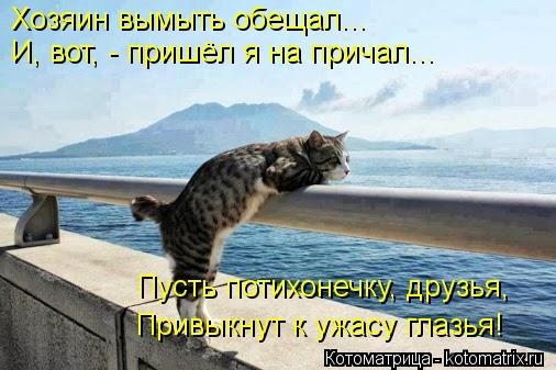 Санитар Васька (котоматрица) 40 фото Санитар Васька (котоматрица) 40 фото
