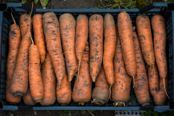 Морковь в ящиках