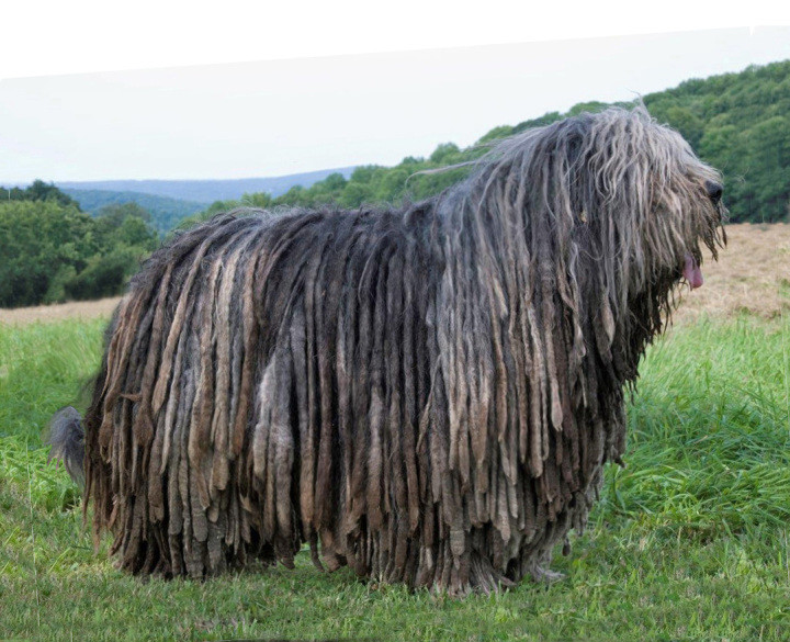 Бергамская овчарка (Бергамаско) в мире, животные, люди, планета