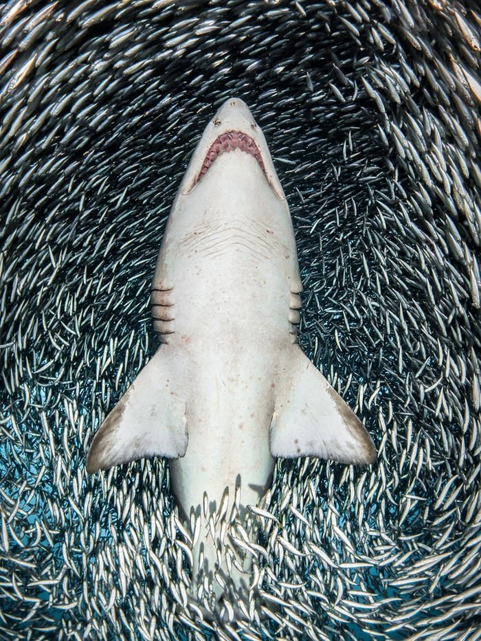 "Тигровая песчаная акула и тысячи мелких рыб", Таня Гупперманс конкурс, красиво, лучшее, подборка, подводные снимки, подводные фото, фото, фотографы