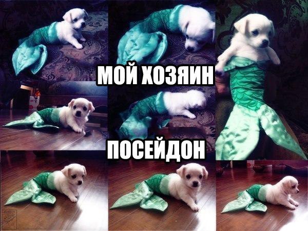 Мой хозяин идиот!!! животные, идиоты