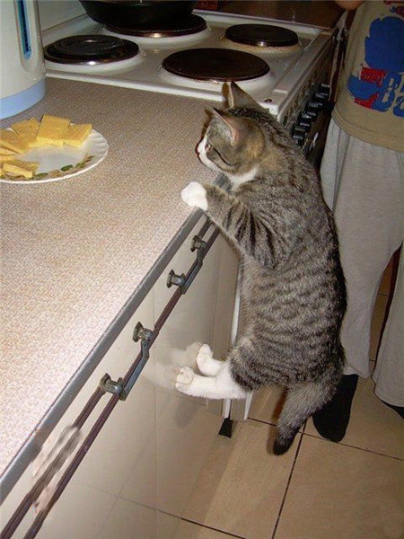 Коты- преступники Коты- преступники животные, юмор