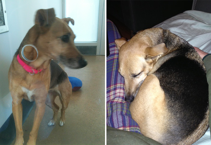 pet-adoption-before-and-after-12__880
