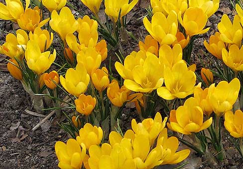 Крокус, шафран (Crocus) Крокус, шафран (Crocus)