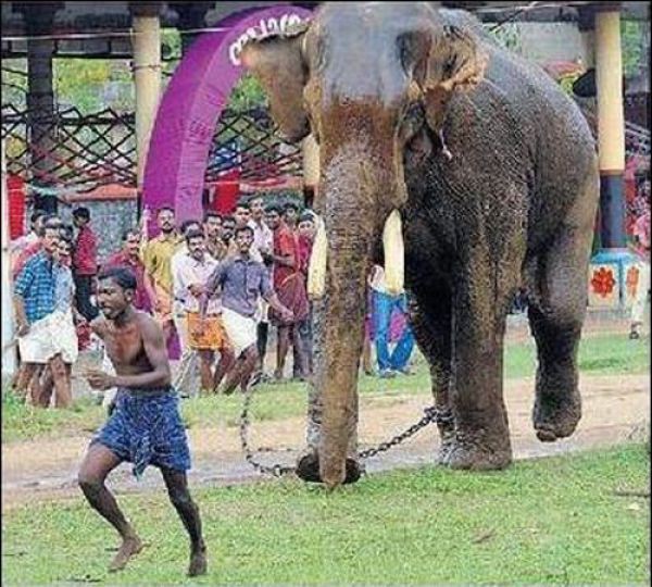 Слон погнался за индусом чтобы растоптать, но уперся бивнями в землю, и у парня появилось время на спасение авария, дтп, животные, история, родился в рубашке