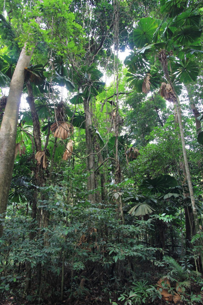 Лес, которому 150 000 000 лет джунгли, история, тропики, факты