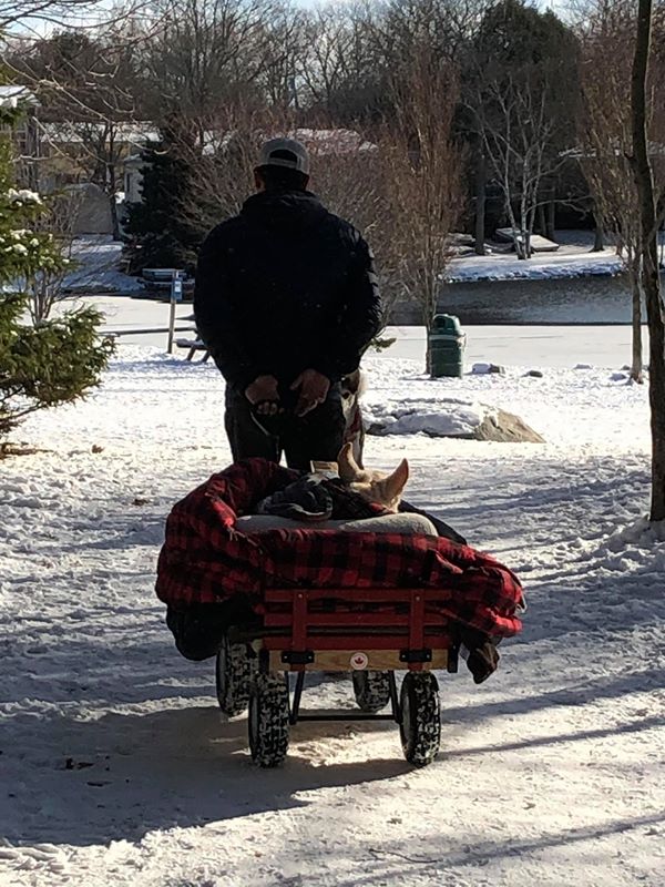 помощь собаке собака в тележке