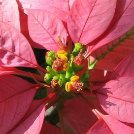 Пуансеттия (Молочай прекраснейший Euphorbia pulcherrima)