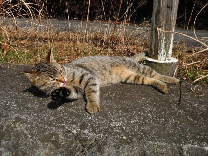 Смешные и просто красивые фотографии кошек (136 фото)