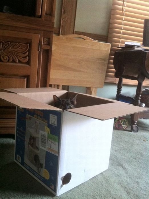 Кошки в засаде