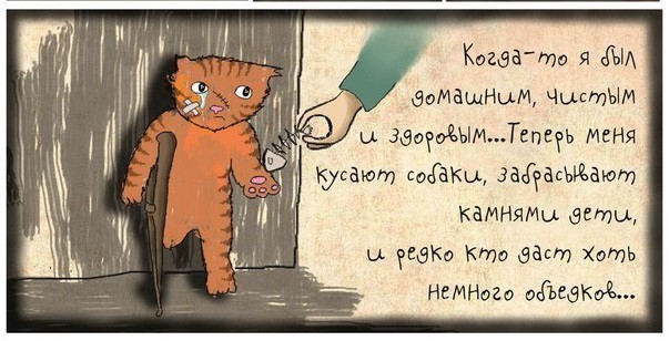 Стерилизация кошек и кастрация котов – зачем это нужно? кастрация, кот, стерилизация