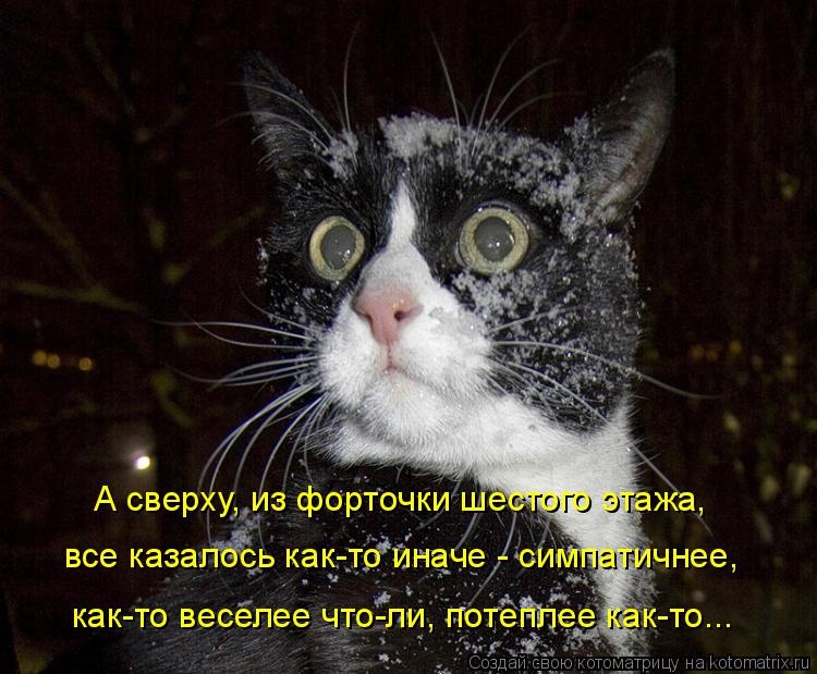 Санитар Васька (котоматрица) 40 фото Санитар Васька (котоматрица) 40 фото