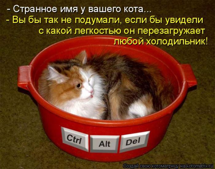 Лучшие котоматрицы недели (50 фото)