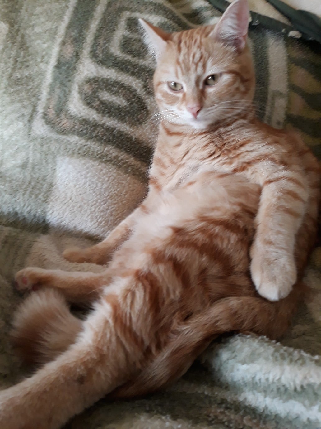 помощь котенку рыжий кот