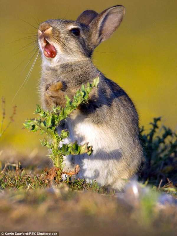 rabbit-eats-spiky-plant-2