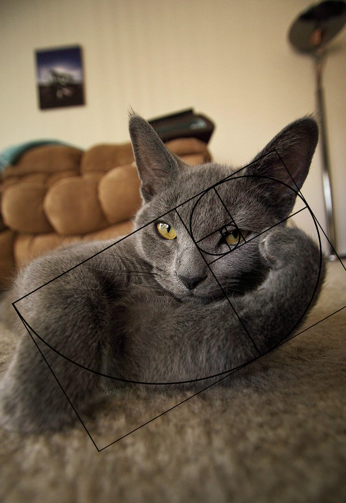 10 последовательностей Фибоначчи в доказательство того, что коты идеальны животные, коты, совершенство