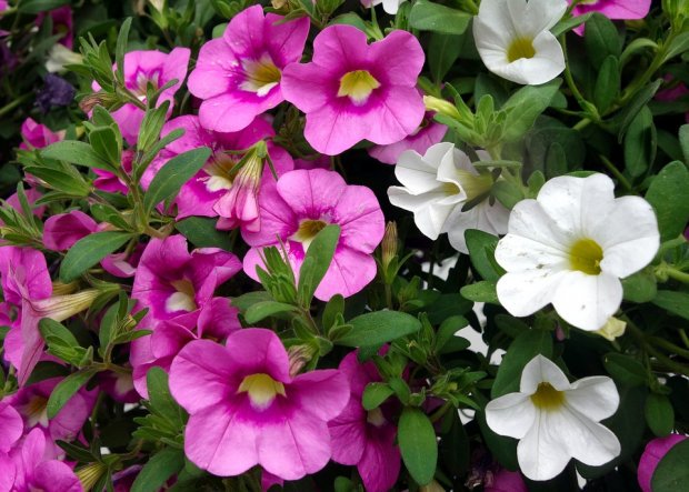 Для балкона или сада: 3 растения, которые цветут в течение всего лета