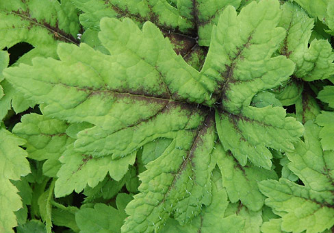 ,  (Tiarella)