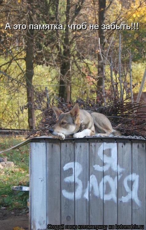 Возможно все (котоматрица)