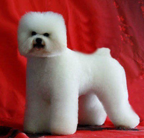 Необычные стрижки тайваньских собак (10 фото) Необычные стрижки тайваньских собак (10 фото)