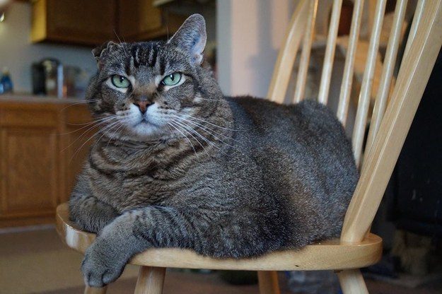 Фотографии котиков, которые растопят ваше сердце