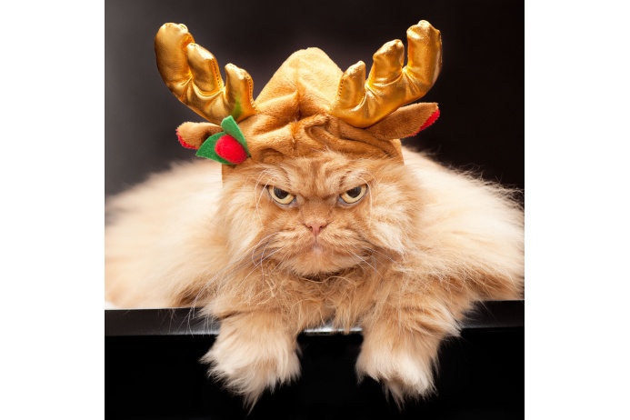 «Кот мгновенно приходит в бешенство, когда малознакомый человек начинает его тискать». От когтей Гарфи остаются крупные царапины, которые долго заживают