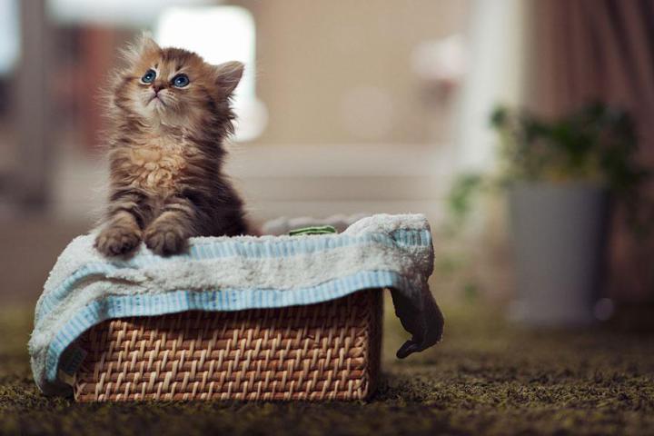 Самый милый котёнок в мире