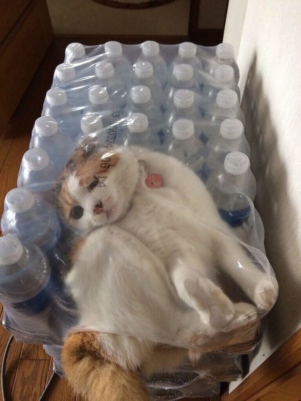 23 кота, которые были наказаны за свое любопытство